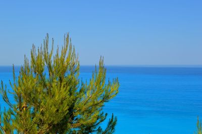 Close-up of plant against sea