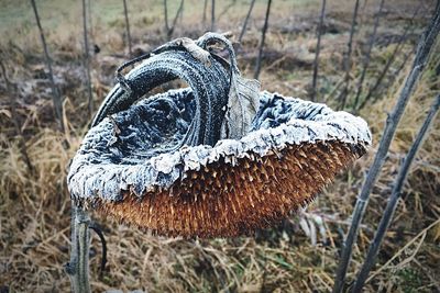 Close-up of dry plants on field during winter