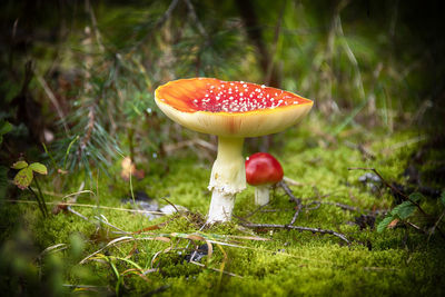 Close-up of fly agaric mushroom growing on field