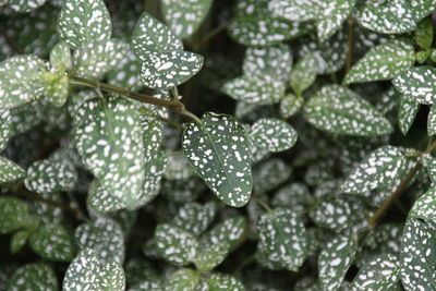 Close-up of raindrops on leaves