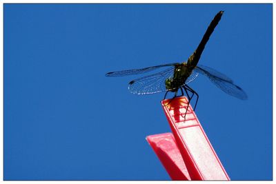 Low angle view of dragonfly on clothespin against clear blue sky