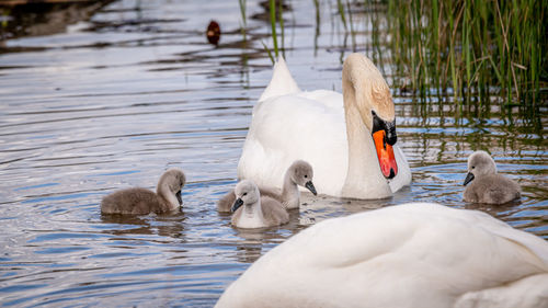 Swans and ducks in lake