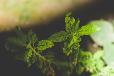 Close-up of fresh green leaves