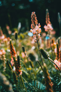 Close-up of flowering plant on field