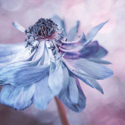 Faded blue anemone flower with bokeh background 