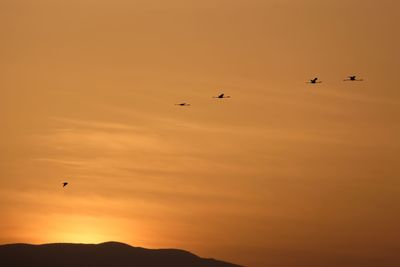 Low angle view of silhouette birds flying against orange sky