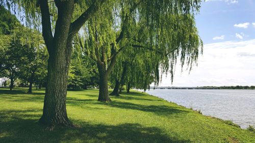 Scenic view of trees on landscape against sky