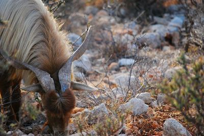 Close-up of cat on field