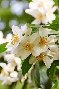 Close-up of white flowering plant