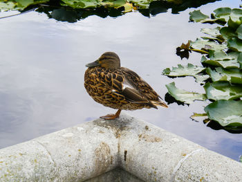 High angle view of bird perching on a lake