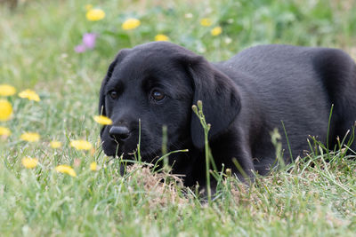 Cute portrait of an 8 week old black labrador puppy siiting in the grass