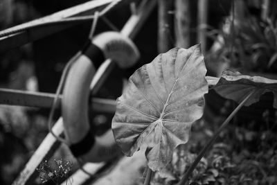 Close-up of metallic structure