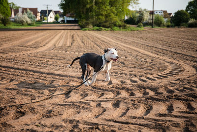 Dog standing in a field