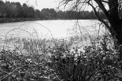 Plants growing on field by lake against sky
