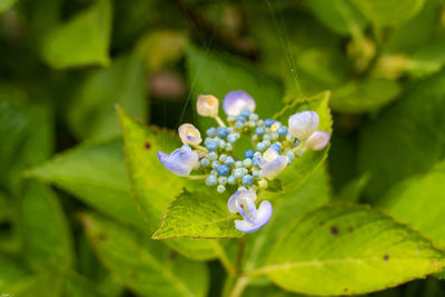 Close-up of purple flowering plant