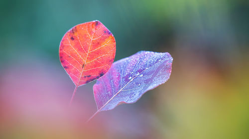 Close-up of water drops on leaf