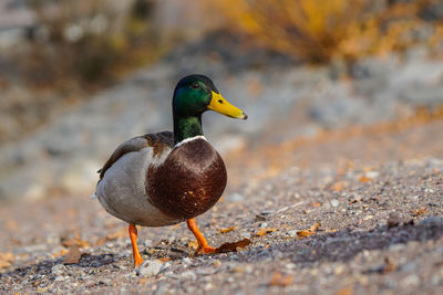 Close-up of bird on lake