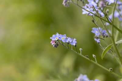 Close-up of purple flowering plant