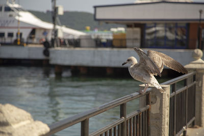 Seagull perching on railing