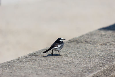 Bird perching on retaining wall
