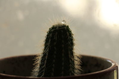 Close-up of water drop on potted cactus at home