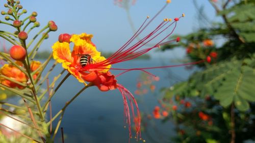 Close-up of insect on flower