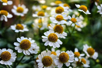 Close-up of yellow flowering plants