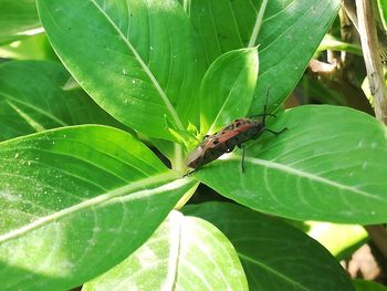 Close-up of insect on leaves