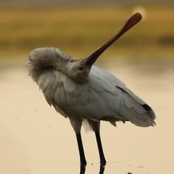 Close-up of bird