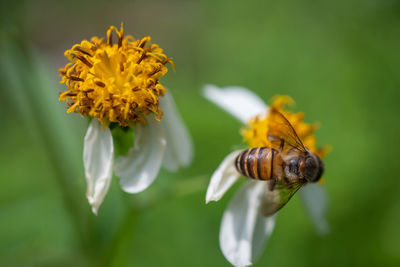 Close-up of insect on yellow flower