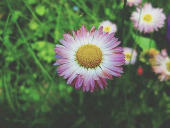 Close-up of purple flower