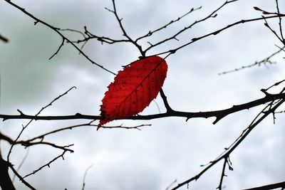 Low angle view of autumnal tree against sky