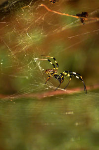 Spider on web