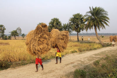 Farmer carries rice from the farm home in baidyapur, west bengal, india