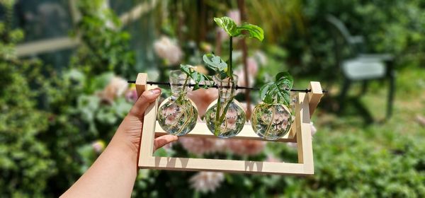 Close-up of hand holding plant