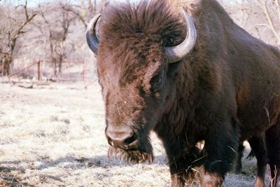 Close-up of horse