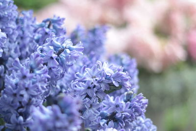 Close-up of purple flowering plant