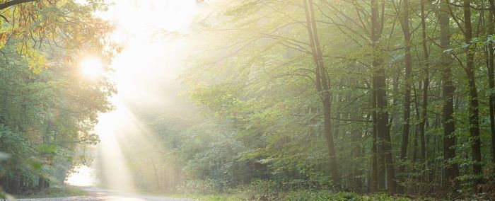 Sunlight streaming through trees in forest