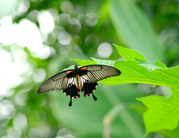 Close-up of butterfly flying