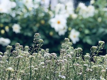 Close-up of white flowering plants during winter