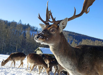 The fallow deer in the snow