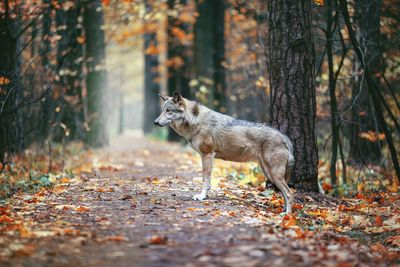 Wolf in autumn forest