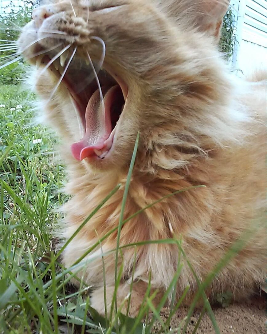 CLOSE-UP OF CATS