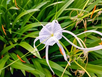 Close-up of white flowering plant