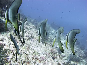 Fish swimming in sea