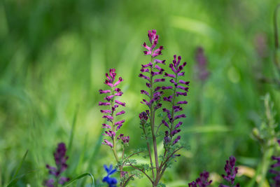 Close-up of purple flowering plant on field