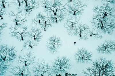 Full frame shot of plants on tree during winter