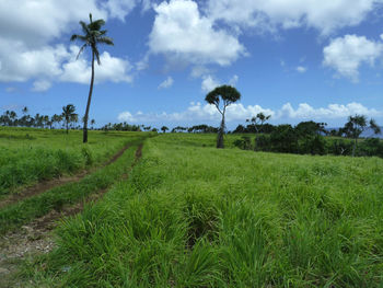 Scenic view of agricultural field against sky