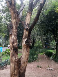 View of tree in park