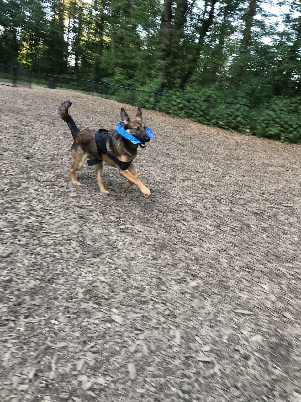 DOG RUNNING ON A ROAD